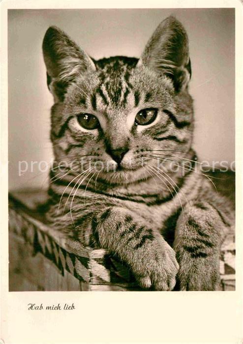 Katzen Foto-Amag-Nr. 70547