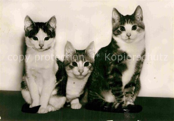 Katzen