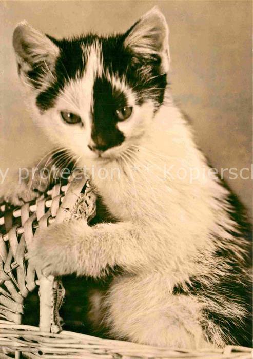 Katzen