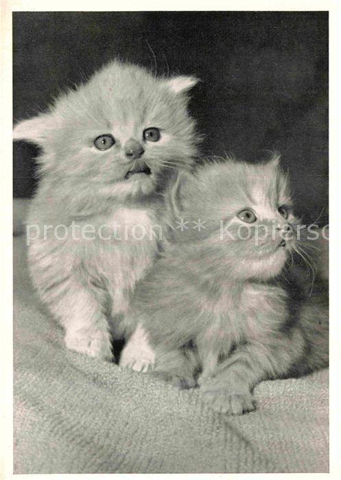 Katzen Zwillingspärchen