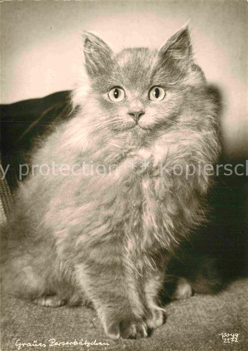 Foto Popp Nr. 2272 Graue Perserkatze