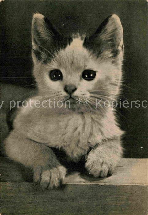 Katzen