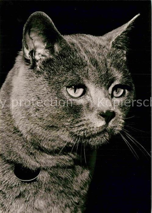 Katzen Karthäuser