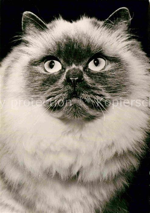 Katzen Colourpoint
