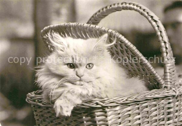 Katzen