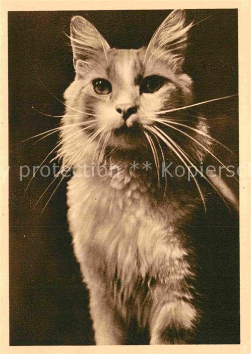Katzen