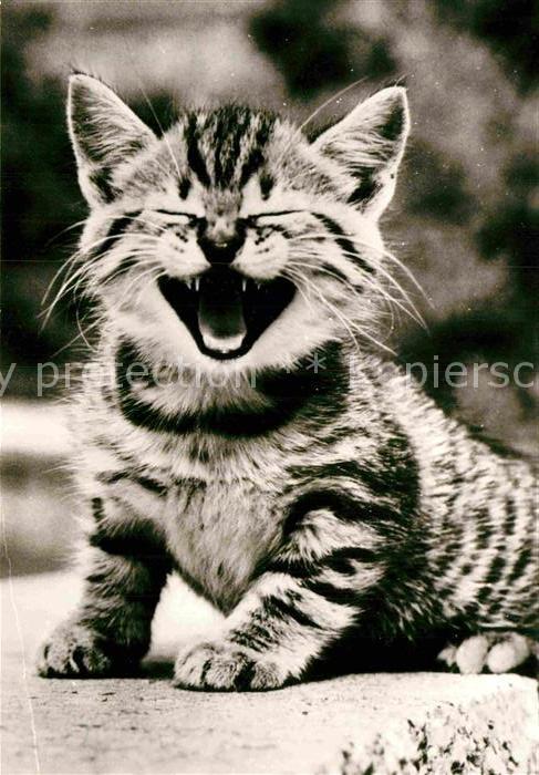 Katzen