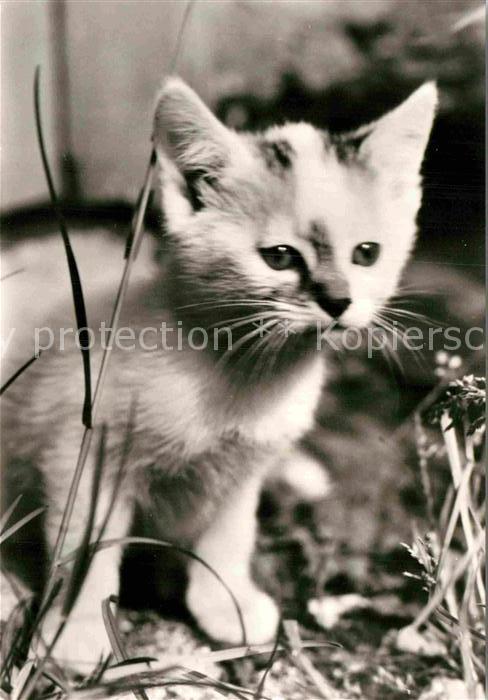 Katzen