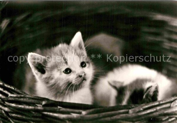 Katzen