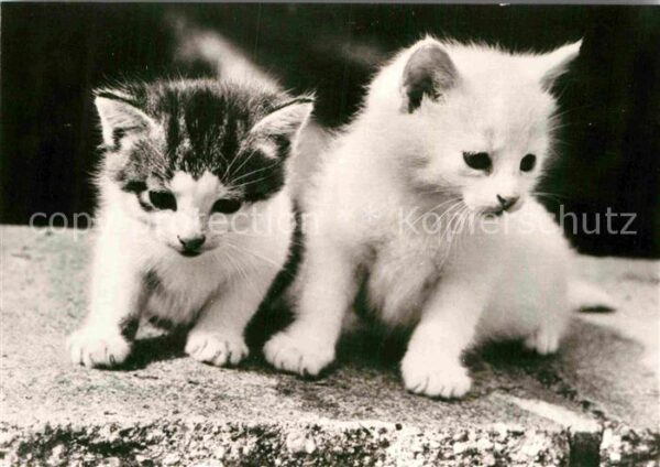 Katzen
