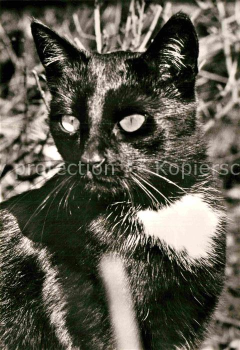 Katzen