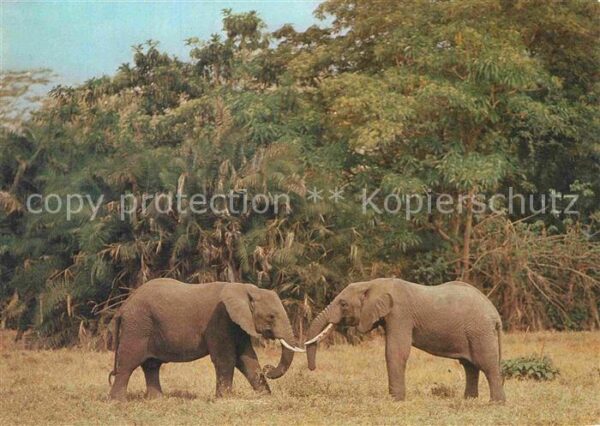 Elefant Afrikanische Elefanten
