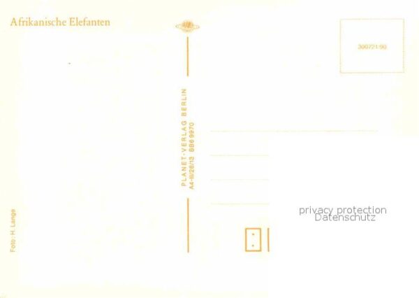 Elefant Afrikanische Elefanten – Bild 2