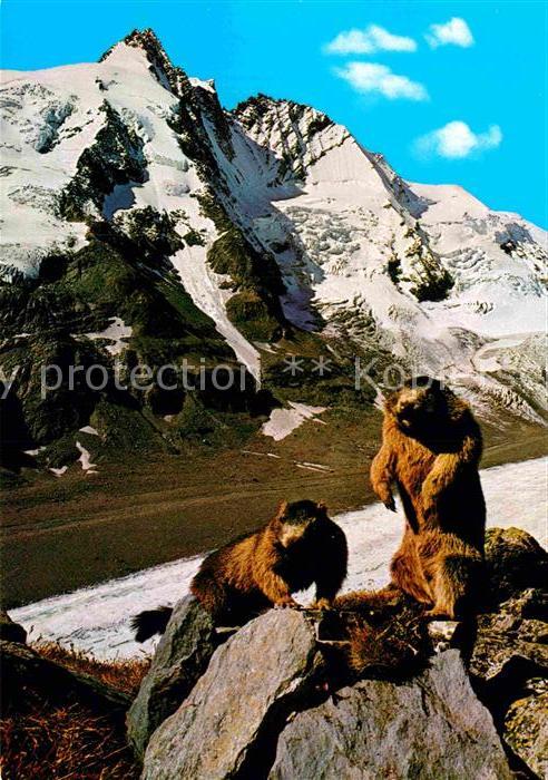 Murmeltier Grossglockner Hochalpenstrasse Pasterze