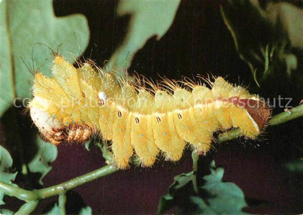 Insekten Raupe Chinesische Chinesische Eichensei