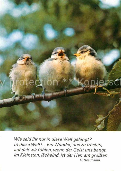 Voegel Gedicht C. Beaucamp