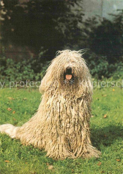 Hunde Komondor