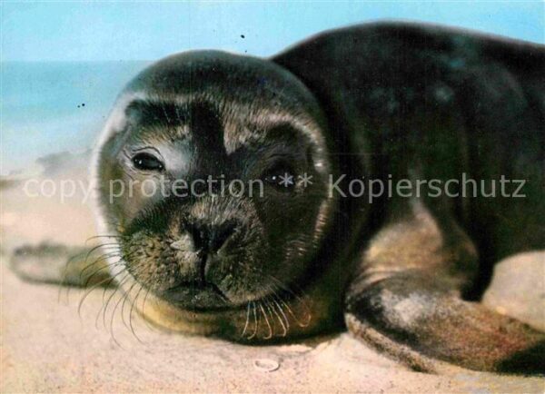 Seehunde Robben Nordseestrand