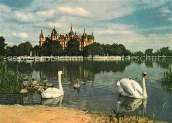 Schwan Schwerin Burgsee Schloss
