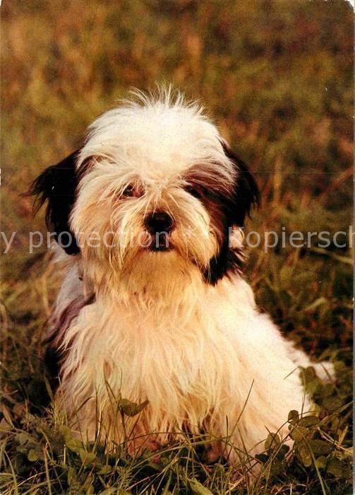 Hunde Shih-Tzu-Welpe