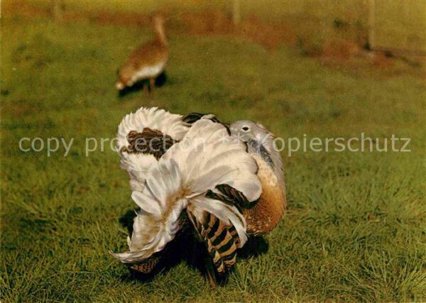 Gefluegel Grosstrappe Hahn Tierpark Berlin
