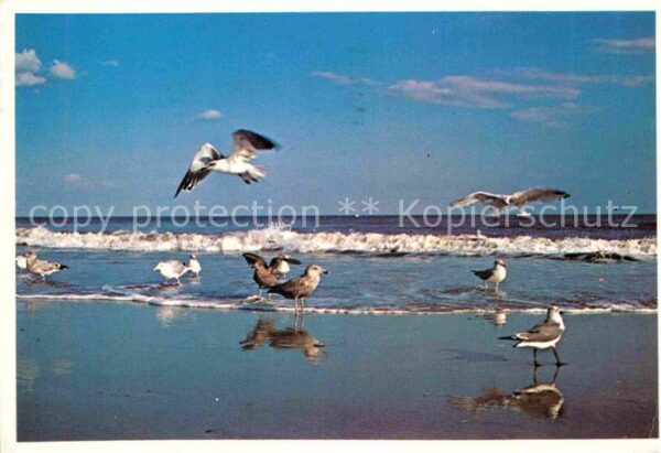 Moewen Sea Gulls Long Island