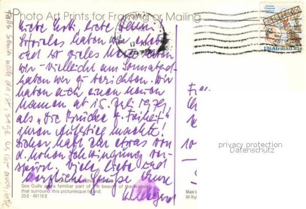 Moewen Sea Gulls Long Island – Bild 2