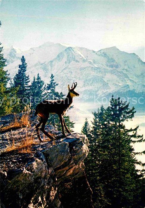 Gemse Isard Pyrenees