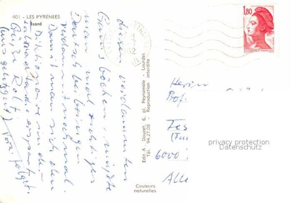 Gemse Isard Pyrenees – Bild 2