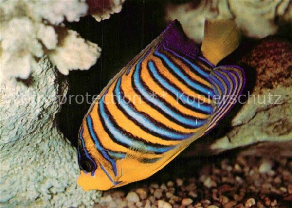 Fische Pfauenkaiserfisch Meeresmuseum Stralsun