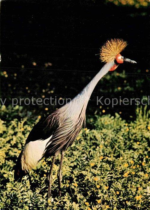 Voegel Kronenkranich Zoo Dresden