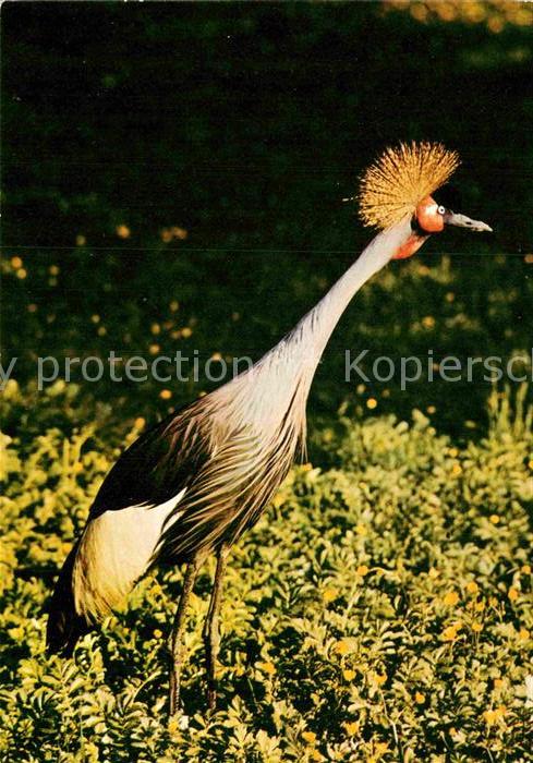 Voegel Kronenkranich Zoo Dresden