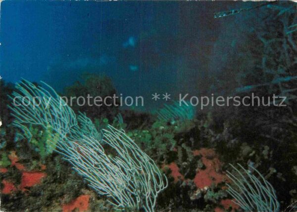 Meerestiere Hornkorallen Gestreckte Gorgonie Eunice