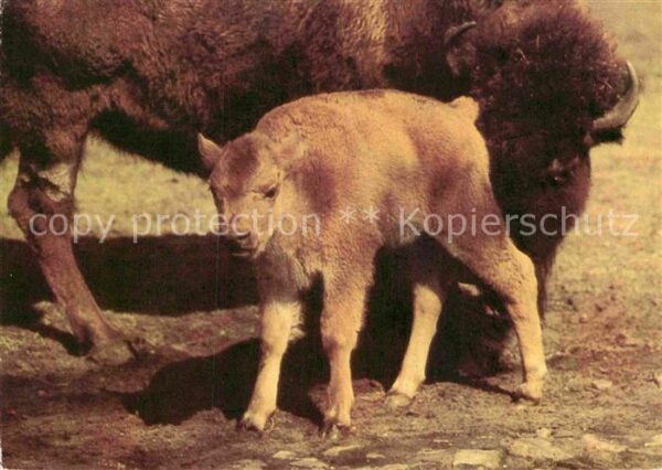Tiere Bison