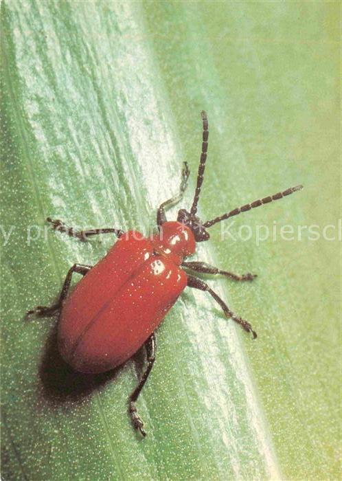 Insekten Lilienhähnchen Blattkäfer