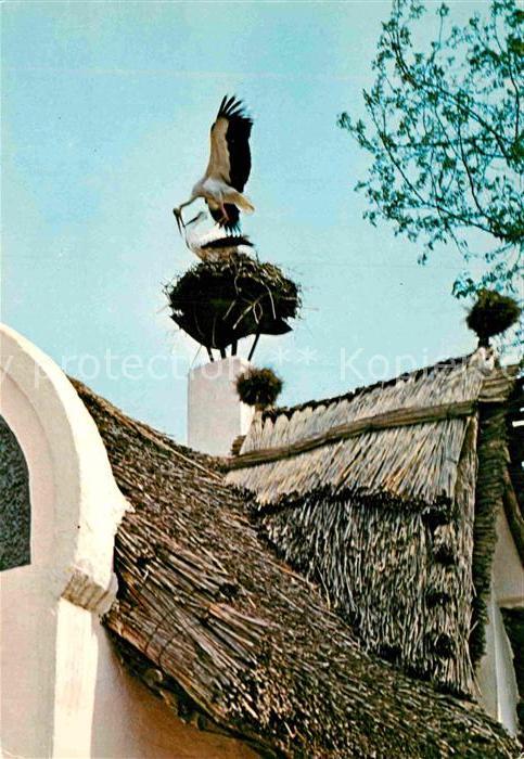 Storch Burgenland