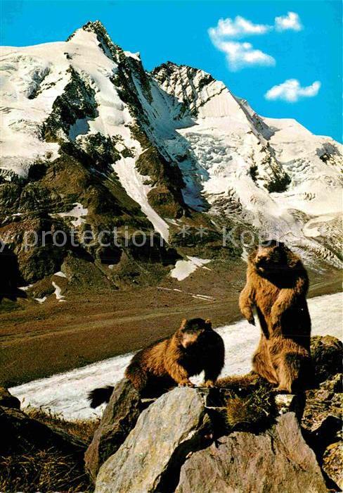 Murmeltier Pasterze Grossglockner