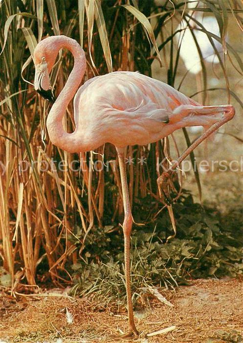 Flamingo Zoo Dresden