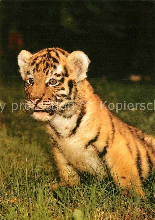Tiger Tiere Sibirischer Tiger Zoo Magdeburg
