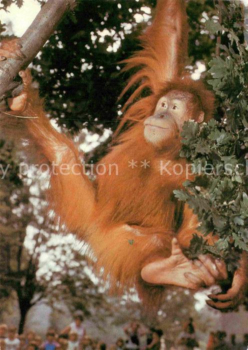 Affen Junger Sumatra-Orang-Utan Zoo Dresden