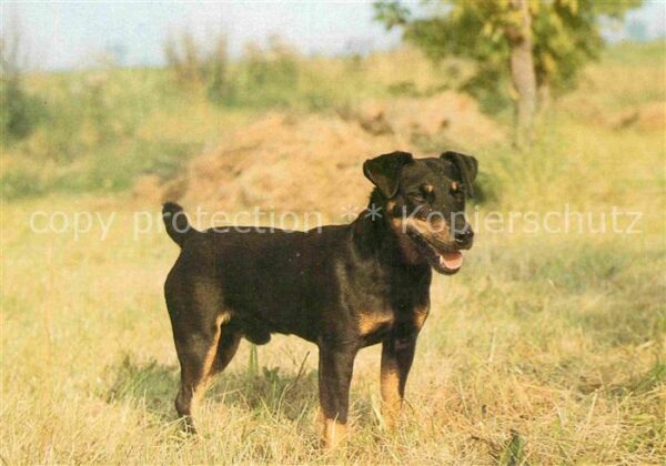 Hunde Deutscher Jagdterrier