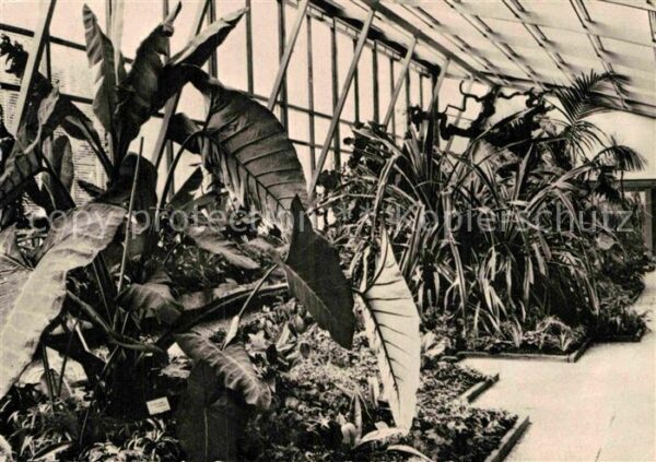 Pflanzen Hannover-Herrenhausen Berggarten Schauh