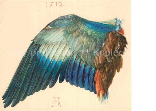 Duerer Albrecht Nuernberg Flügel der Nebelkrähe