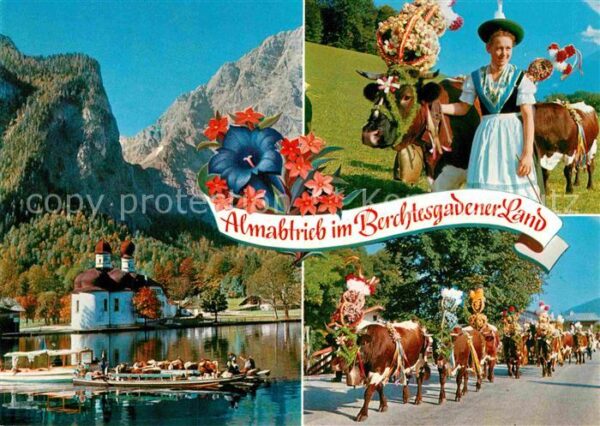 Kuehe Almabtrieb Königssee St. Bartholomä Wat