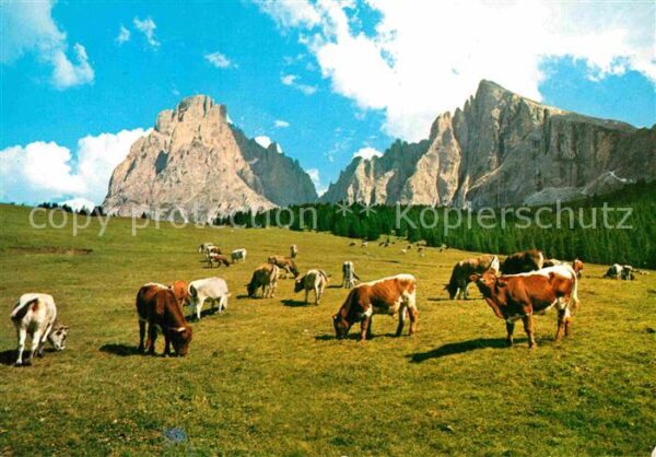 Kuehe Dolomiti Alpe di Siusi Sassolungo