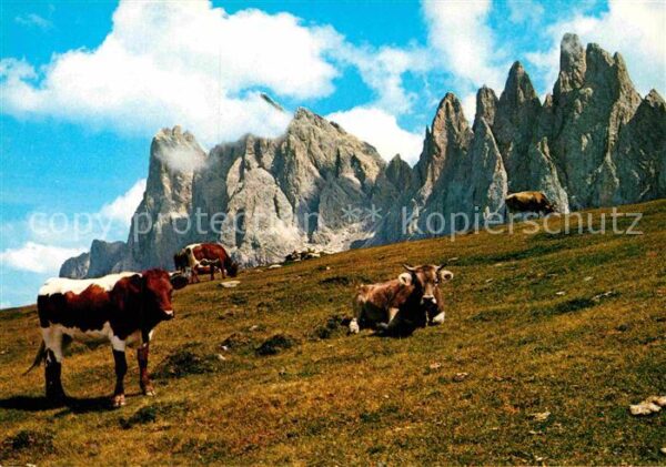 Kuehe Dolomiti Gruppo delle Odle