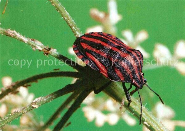 Insekten Streifenwanze Insektarium Karl-Marx-Sta
