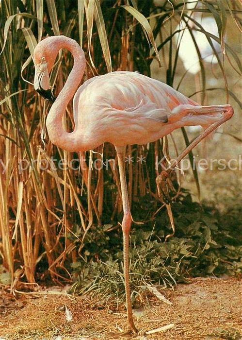 Flamingo Zoo Dresden