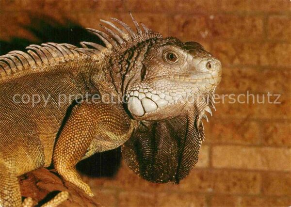Tiere Grüner Leguan
