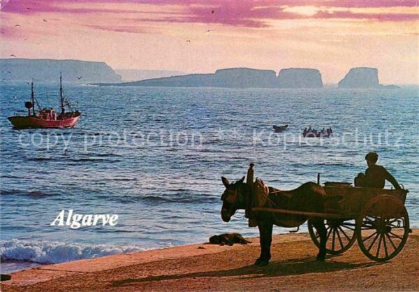 Esel Tiere Algarve Eselskarre